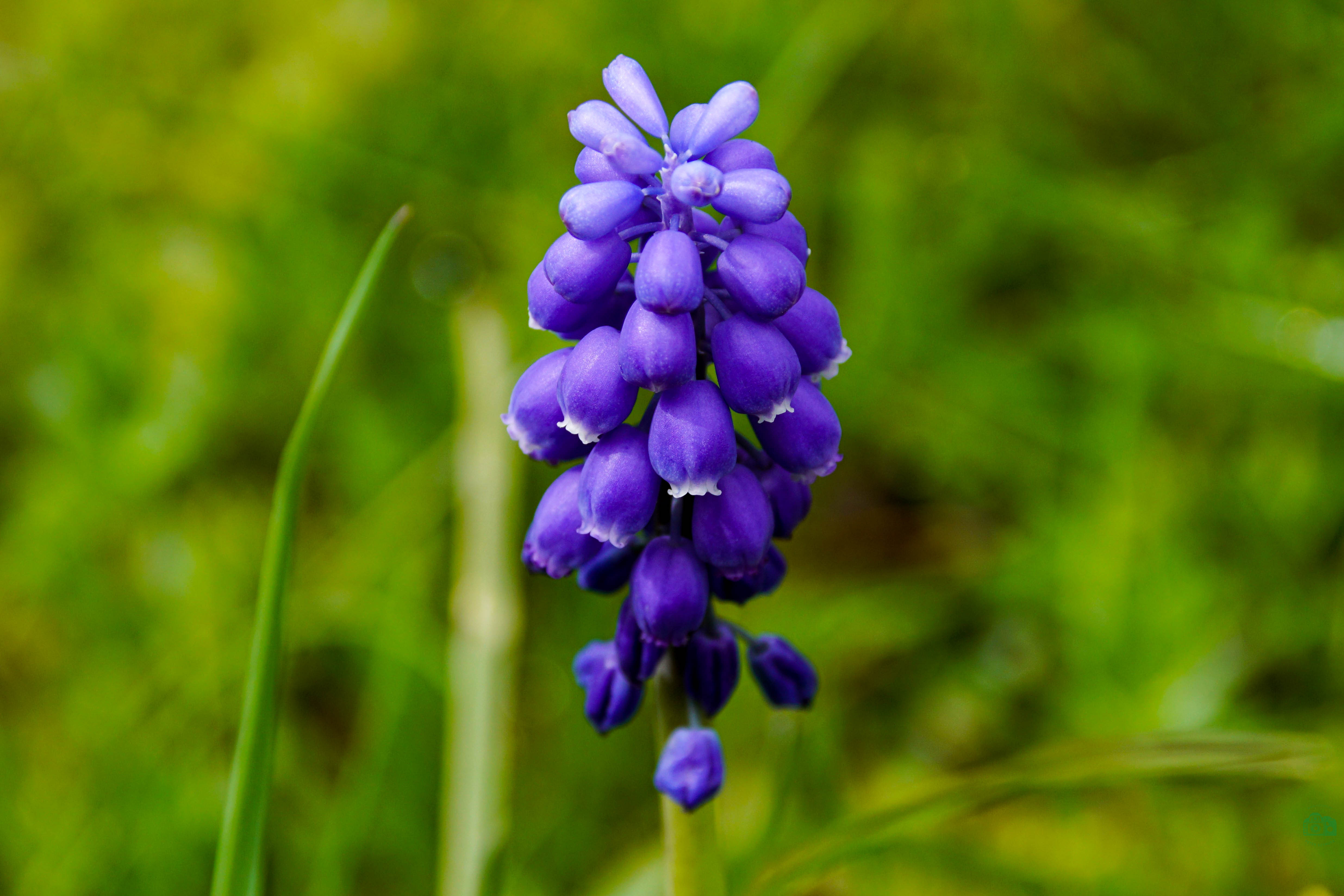 Weinberg-Trauben-Hyazinthe
